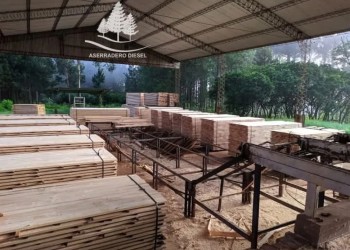 Crisis en la forestoindustria: crece la incertidumbre en el sector