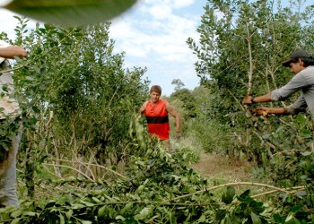 Yerba: cosecha “por goteo”, la estrategia para forzar a la industria a subir el precio