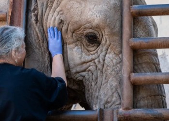 La elefanta Kenya viajará más de tres mil kilómetros hasta un santuario en Brasil