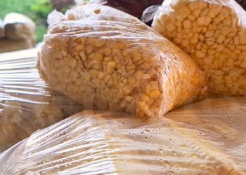 El choclo no escaseó este año y es la “vedette” de las Ferias Francas misioneras