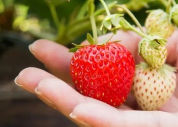 La frutilla y el tomate, joyas del Centro Hortícola de San Vicente