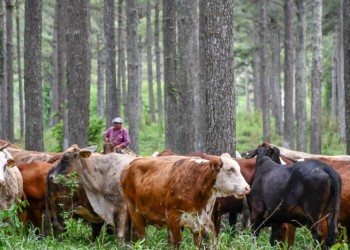 Ventajas en la crianza de animales bajo cubierta
