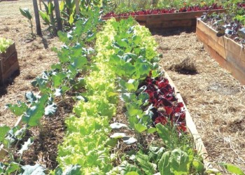 Qué sembrar en tu huerta y cómo en este otoño