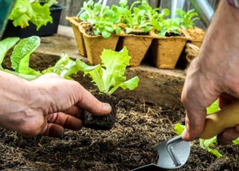 Cómo cultivar lechugas durante los meses con bajas temperaturas