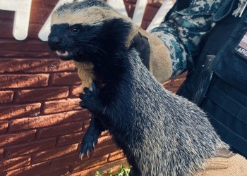 Campo Grande: rescatan un pequeño hurón