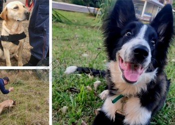 Refuerzan la brigada K9 con nuevos canes para rastreo en grandes áreas