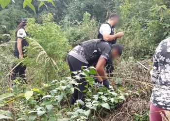 Tras tiroteo, descubren una plantación de marihuana en Alba Posse