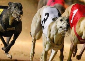 Explotación canina vs. mutualismo simbiótico