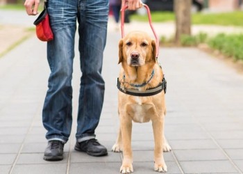 Perros guía o asistencia: lo que necesitas saber