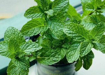 Cómo cultivar plantas de menta en casa de manera orgánica y sencilla
