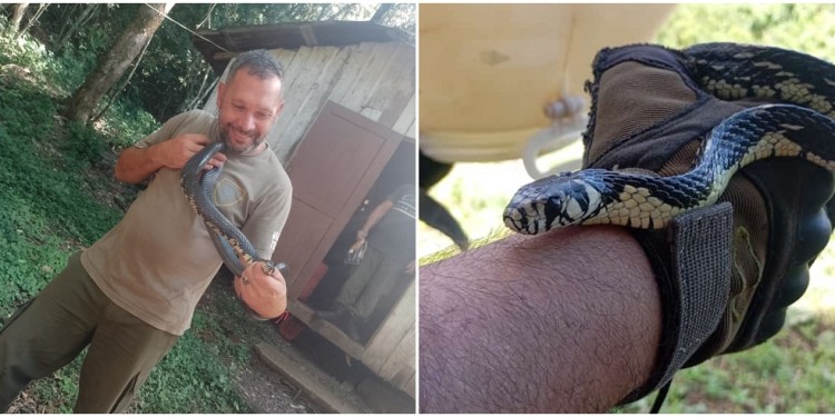 RIQUEZA. Misiones es la provincia con “mayor cantidad de especies venenosas de serpientes del país”.