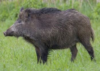 Cuál es la provincia que autorizó la caza de jabalí para frenar su avance