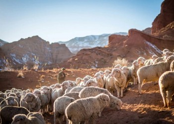 Una oveja de hace 4.000 años el ancestro más antiguo de la bacteria de la peste negra