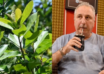 “Con respeto y firmeza” Passalacqua pidió a Nación que revea la desregulación yerbatera