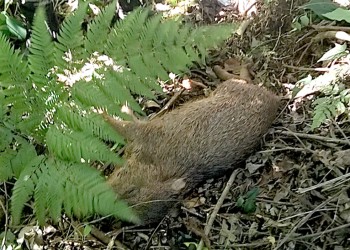 Policías ambientales hallaron restos de un pecarí cazado en Mado y buscan a los responsables