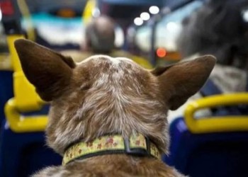 Impulsan una ley para permitir que las mascotas viajen en transporte público