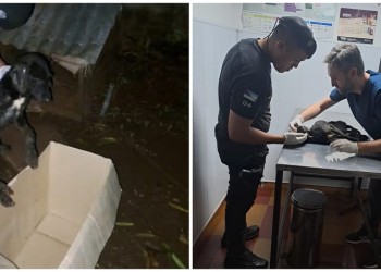 Abandonaron un perro con un grave cuadro viral hemorrágico