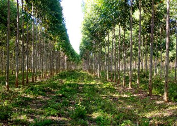 Mitigar el cambio climático a través de créditos de carbono