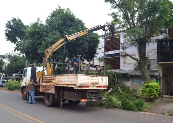 Posadas se prepara para la temporada de poda