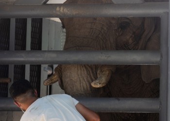 La elefanta Pupy cruzó Misiones rumbo a su nueva casa en Brasil