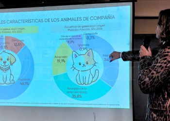Relevamiento de animales de compañía en Posadas: entre el 60 y 70% son rescatados o adoptados 