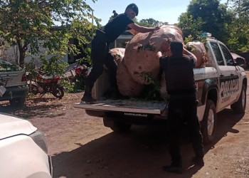 Detuvieron a un joven en Apóstoles por robar hojas de yerba