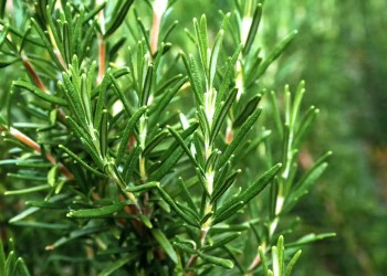 Romero como cultivo estratégico para el avance de la agricultura