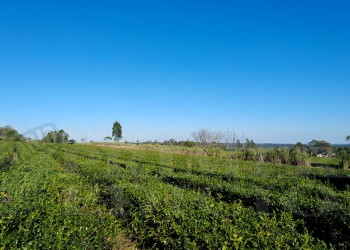Tealeros misioneros preocupados por la suba de aranceles de Donald Trump