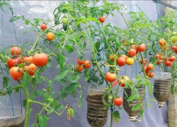 Cómo plantar tomates en botellas de plástico colgantes