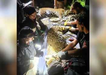 Captura inédita de dos yaguaretés en simultáneo en el norte de Misiones