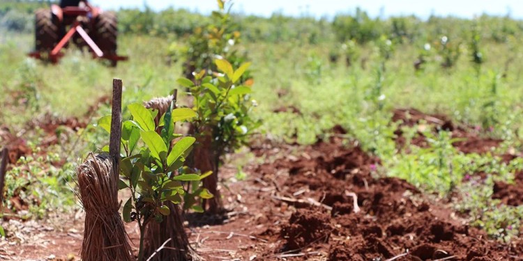 SIN LÍMITE. Una medida que, según los productores, beneficiará a las industrias profundizando la desigualdad.