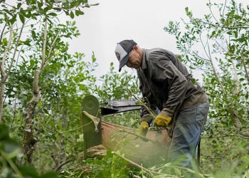 Estiman que se cosechará hasta un 30% menos de yerba este año