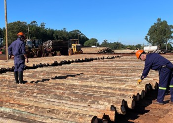 Manejo forestal responsable: “Se trabaja en la mejora continua”