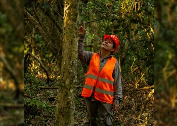 Manejo forestal responsable: “Se trabaja en la mejora continua”
