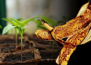 Cómo preparar fertilizante  orgánico con cáscara de banana