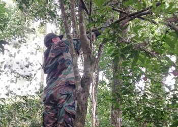 Destruyen trampas de cazadores furtivos en Puerto Península
