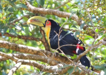 Suspenden la actividad de Global Big Day en la reserva El Maynó; pero el resto el cronograma sigue sin cambios
