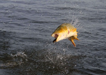 Tres lanchas y muchos premios en efectivo en Paso de la Patria