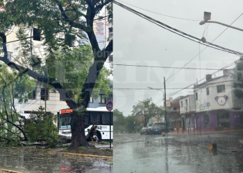 La tormenta dejó árboles y ramas caídas en distintos puntos de Posadas