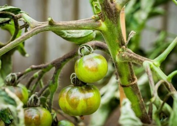 Cómo combatir las plagas del  tomate de manera ecológica