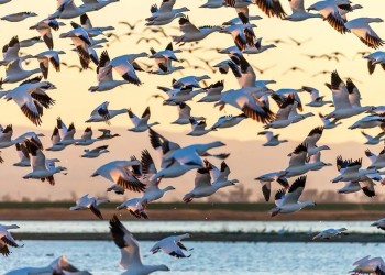Día de las Aves Migratorias: ¿por qué se celebra dos veces al año?