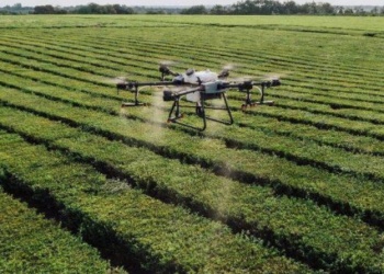 Beneficios de los bioinsumos en los cultivos de la chacra misionera