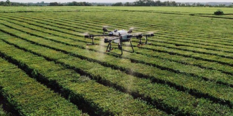 EFICIENCIA. La aplicación de biofertilizantes con drones permite una distribución más precisa y uniforme.