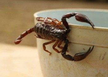 El calor prolongado disparó la presencia de alimañas en los barrios de Posadas
