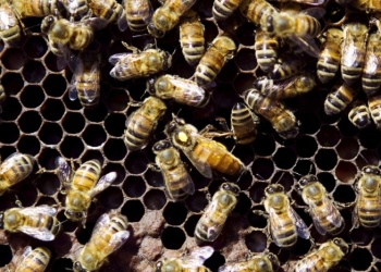 Refuerzan el control apícola por el riesgo del PEC