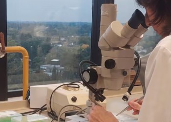 Investigadoras argentinas logran prevenir el dolor por quimioterapia con compuestos del cannabis