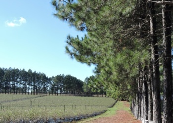 Cortinas de viento: cómo se hacen y por qué son clave en la producción