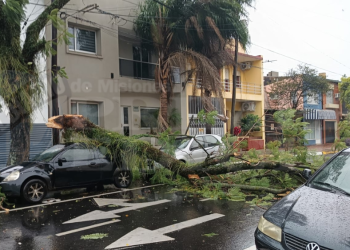 La tormenta dejó árboles y ramas caídas en distintos puntos de Posadas