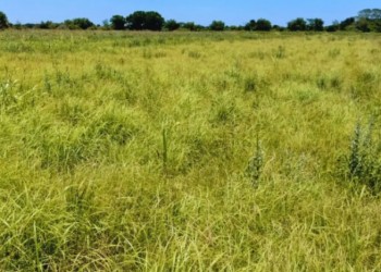 Momento clave para reservar forraje para el ganado en invierno