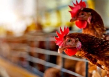 Brasil registró su primer foco de gripe aviar en granja comercial